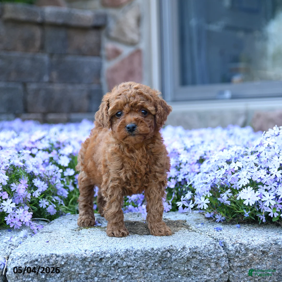 Toy Poodle dogs for sale: Tulip - Ad 3