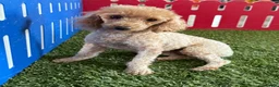 Toy Poodle dogs for sale: Winster - Ad 5