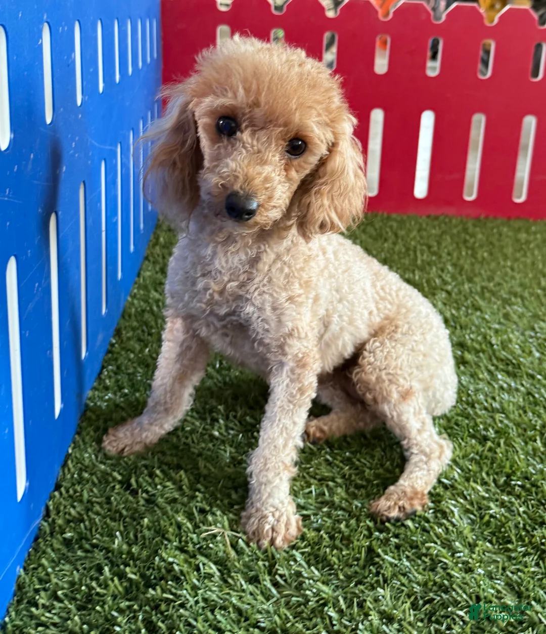 Toy Poodle dogs for sale: Winster - Ad 5