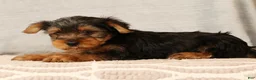Yorkshire Terrier dogs for sale: Hank - Ad 5