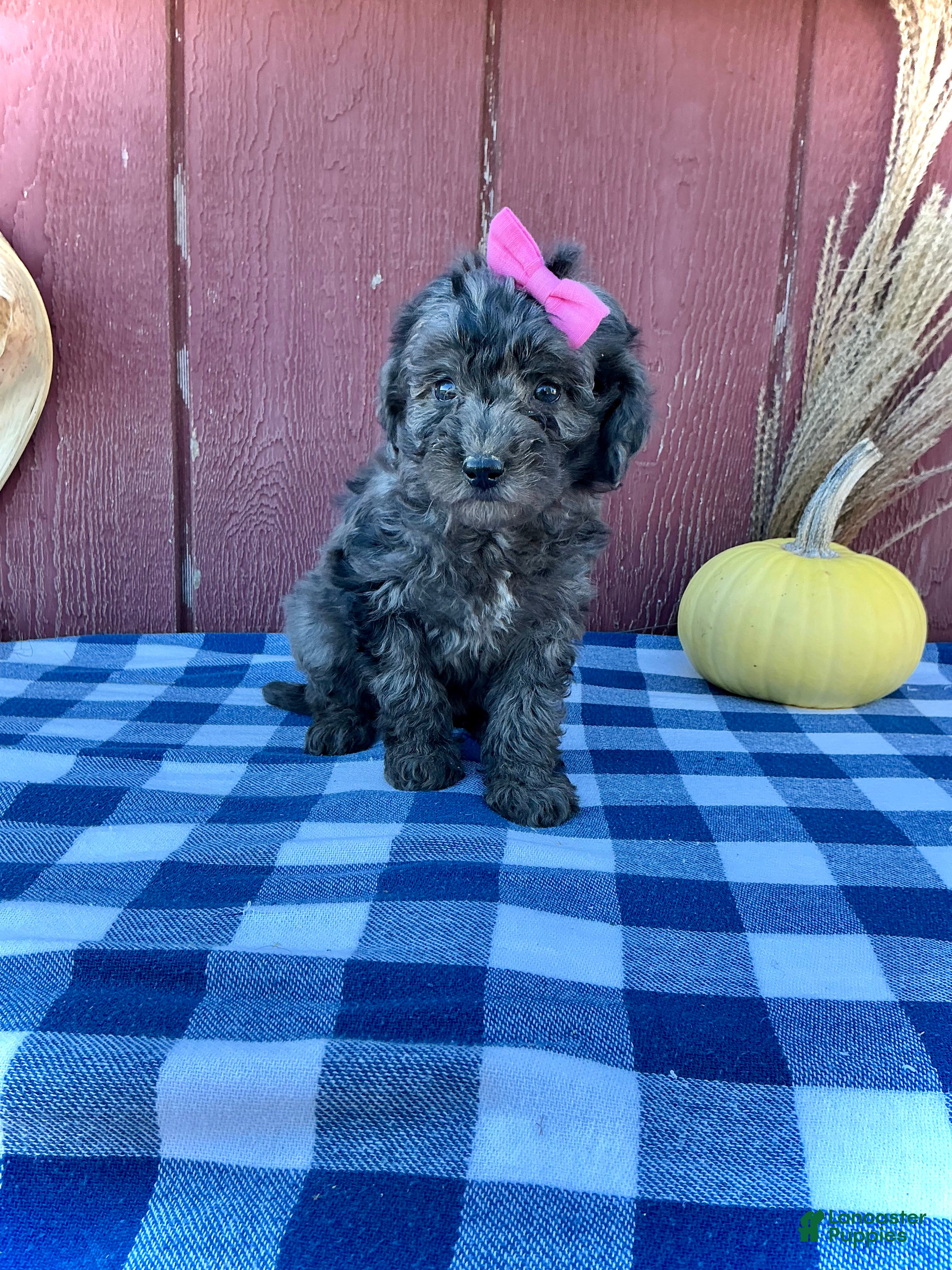 Mini Goldendoodle dogs for sale: Izzy - Ad 2