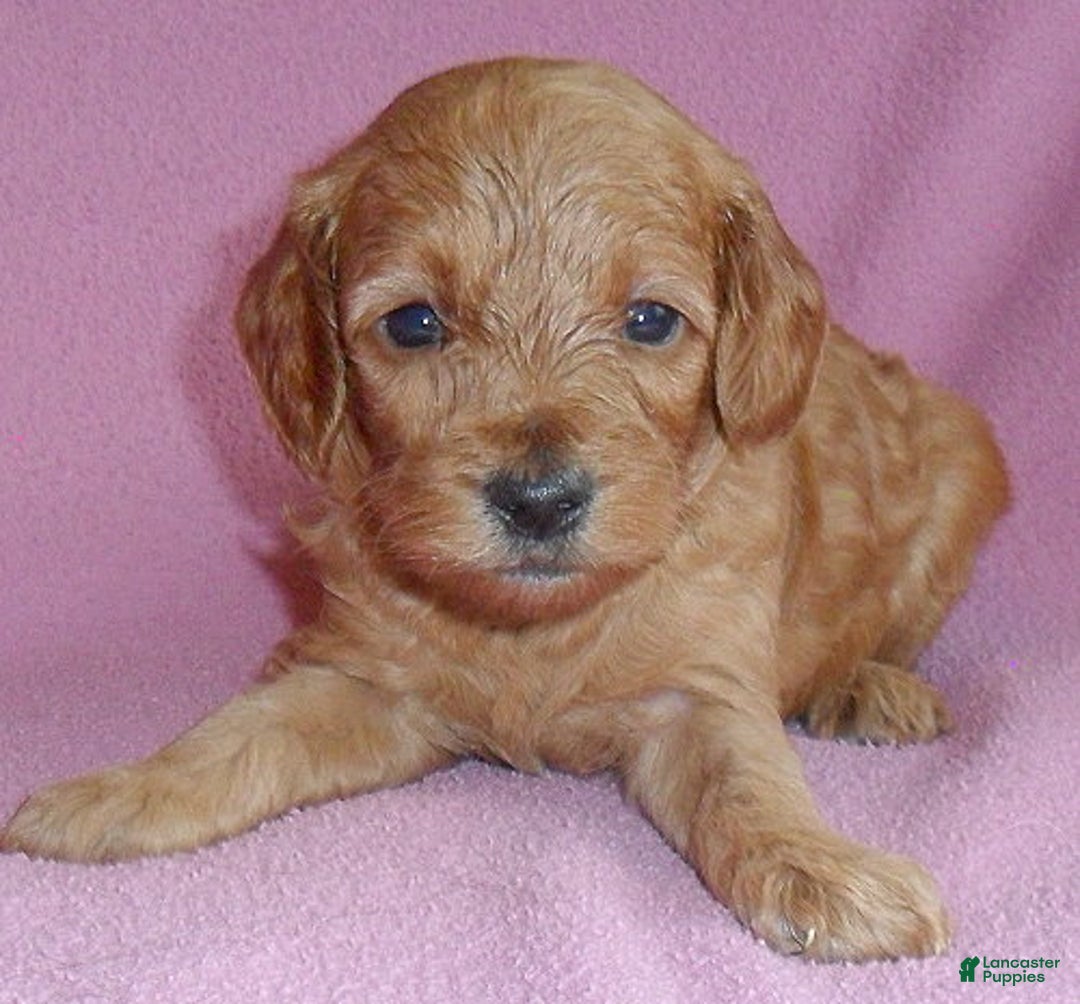 Cockapoo dogs for sale: Lola - Ad 3