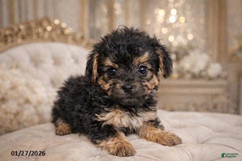 Yorkiepoo dogs Theo - Ad 26