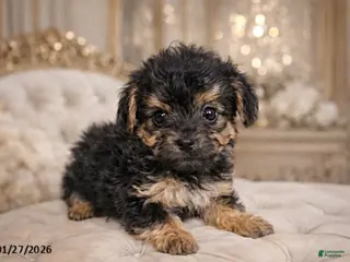 Yorkiepoo dogs Theo - Ad 26
