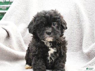 Shihpoo dogs - Ad 41