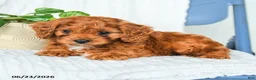Cavapoo dogs for sale: Fernando - Ad 4