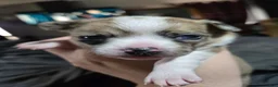 Chihuahua dogs for sale: Chihuahua 3 - Ad 4
