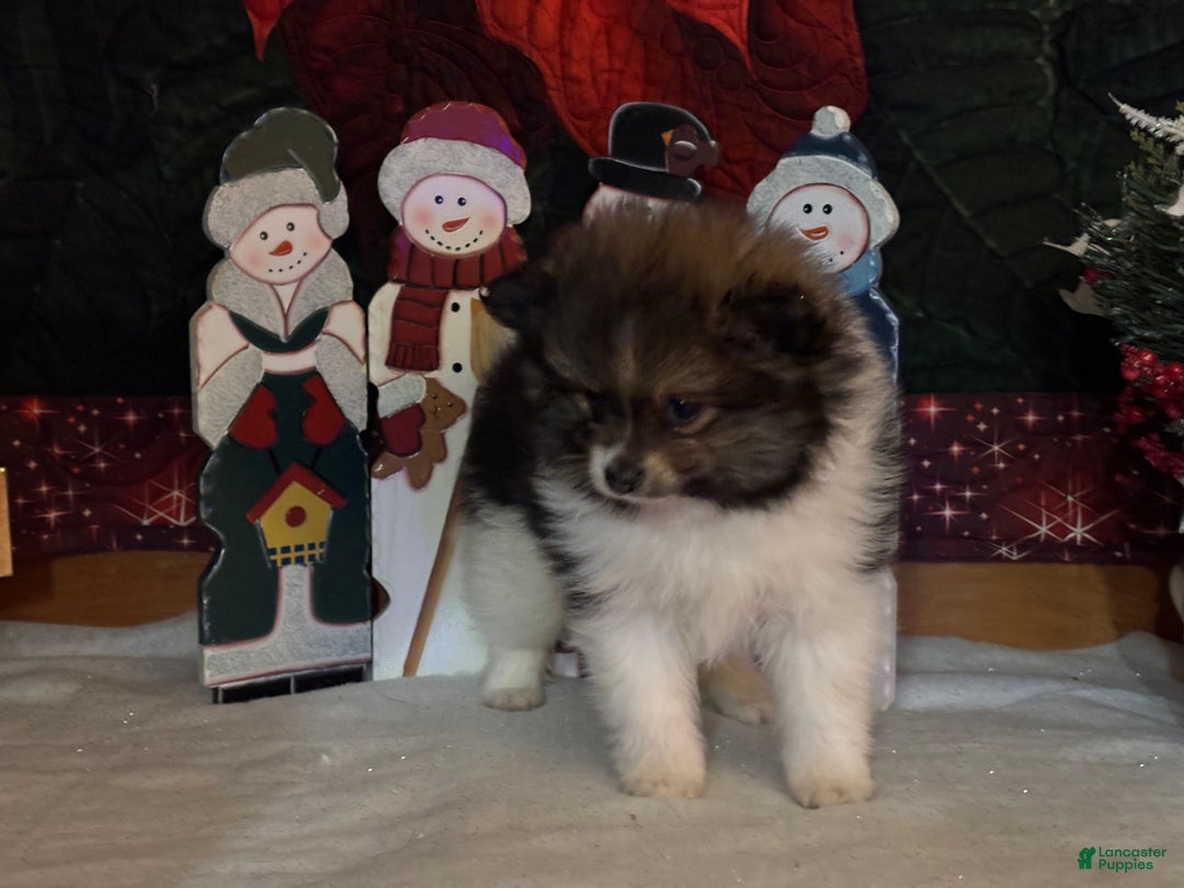 Pomeranian dogs for sale: Jasper - Ad 7