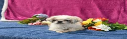 Shihpoo dogs for sale: Jetta - Ad 6
