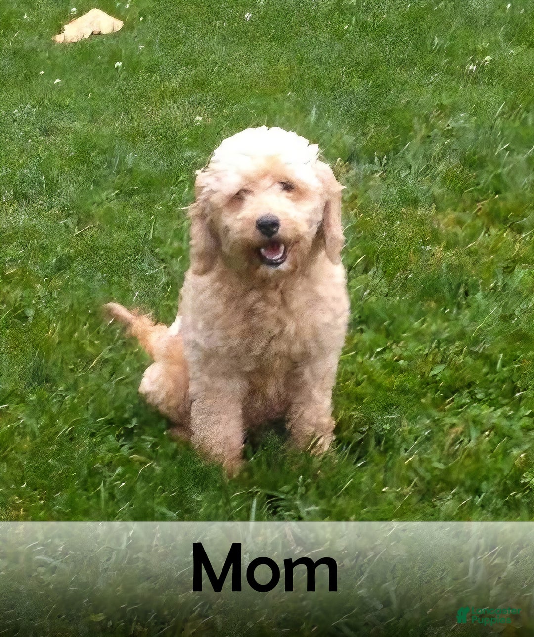 Goldendoodle dogs for sale: Chloe - Ad 9