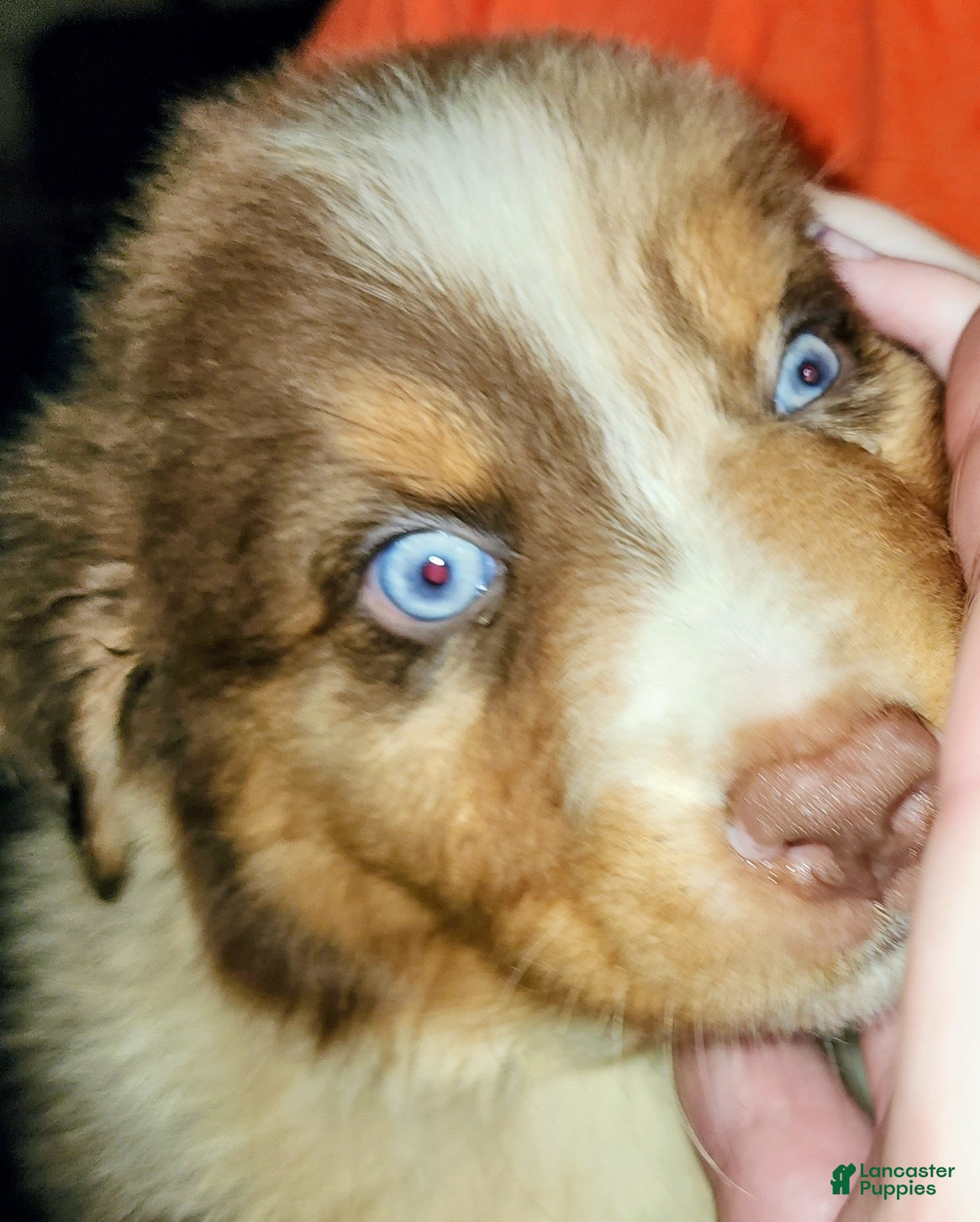 Australian Shepherd dogs Charlie - Ad 2