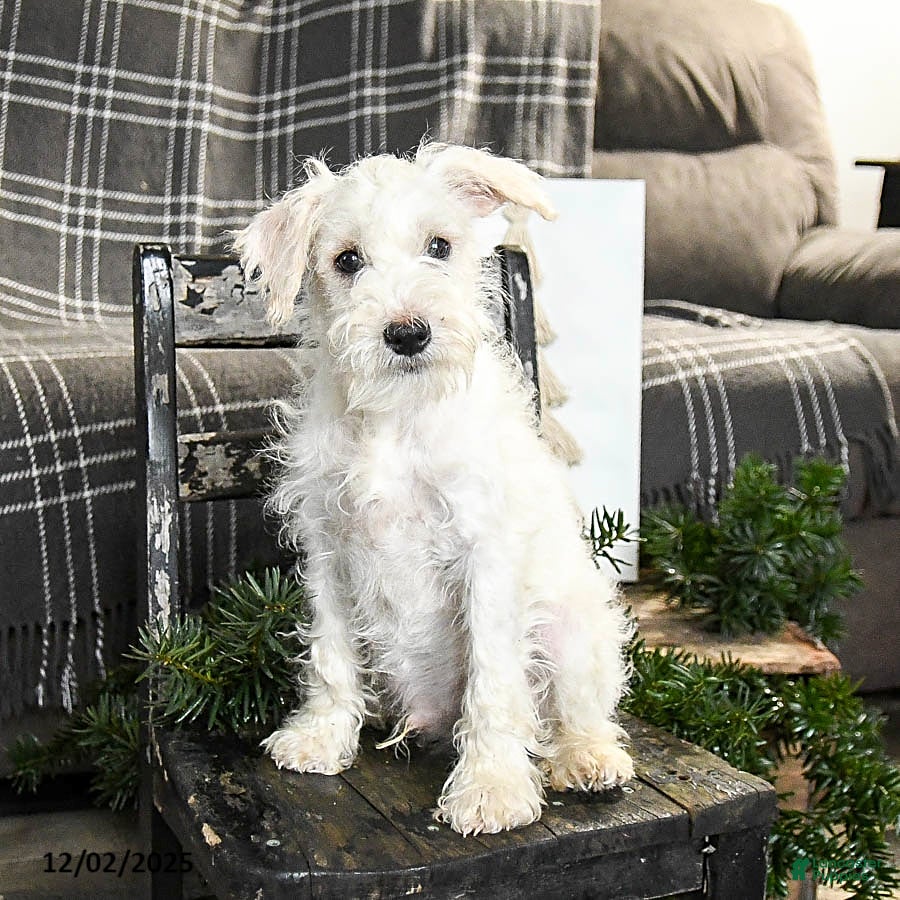 Schnoodle dogs Easton - Ad 1