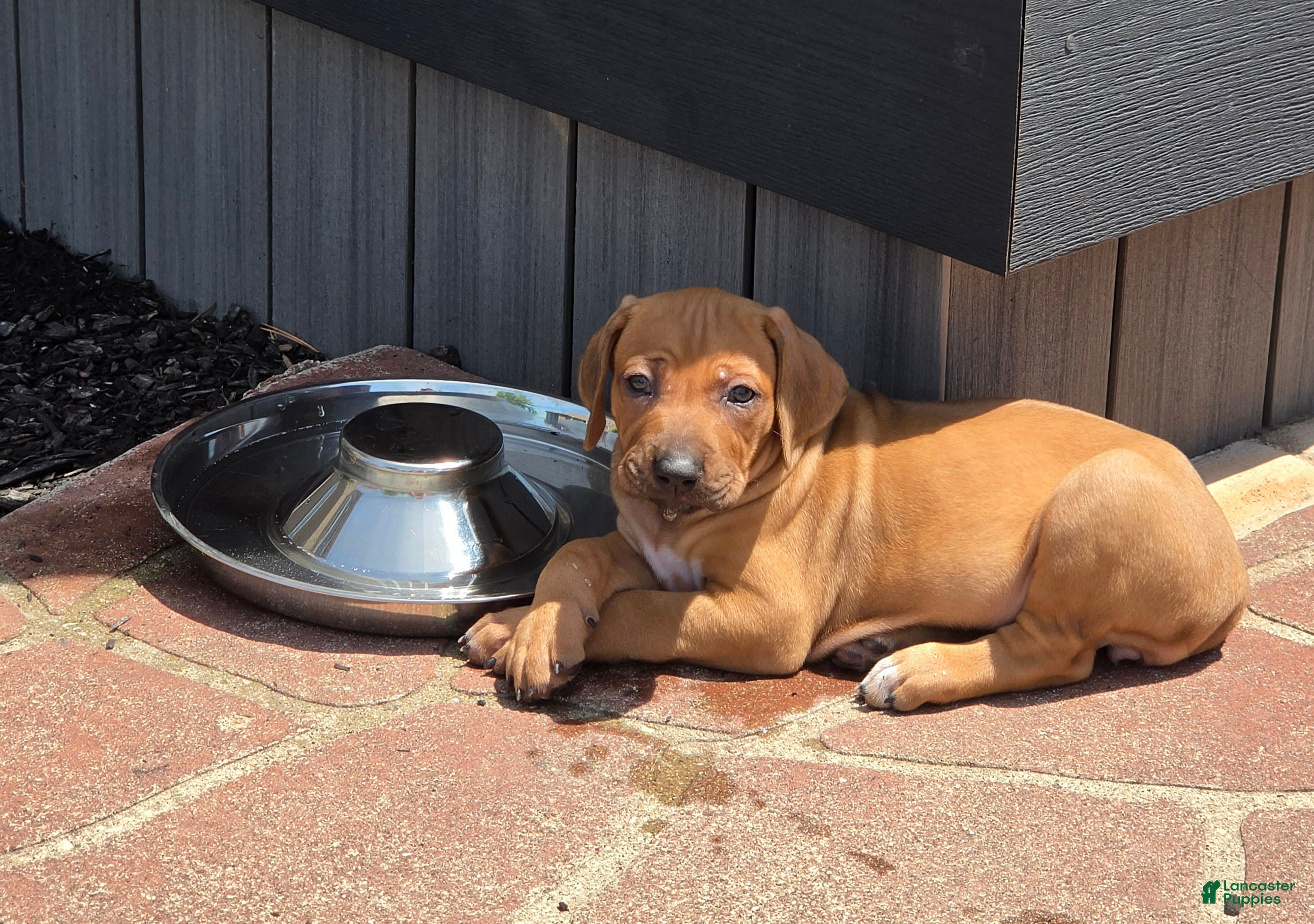 Rhodesian Ridgeback dogs Lucy - Ad 1