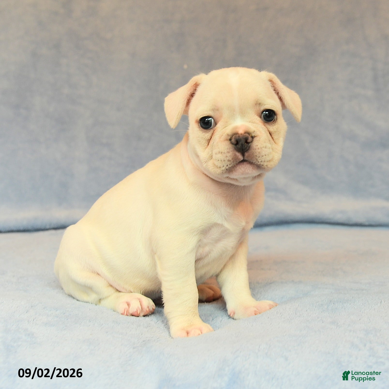 French Bulldog dogs for sale: Vinnie - Ad 3