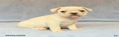 Vinnie