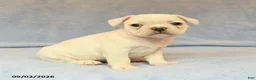 French Bulldog dogs for sale: Vinnie - Ad 1