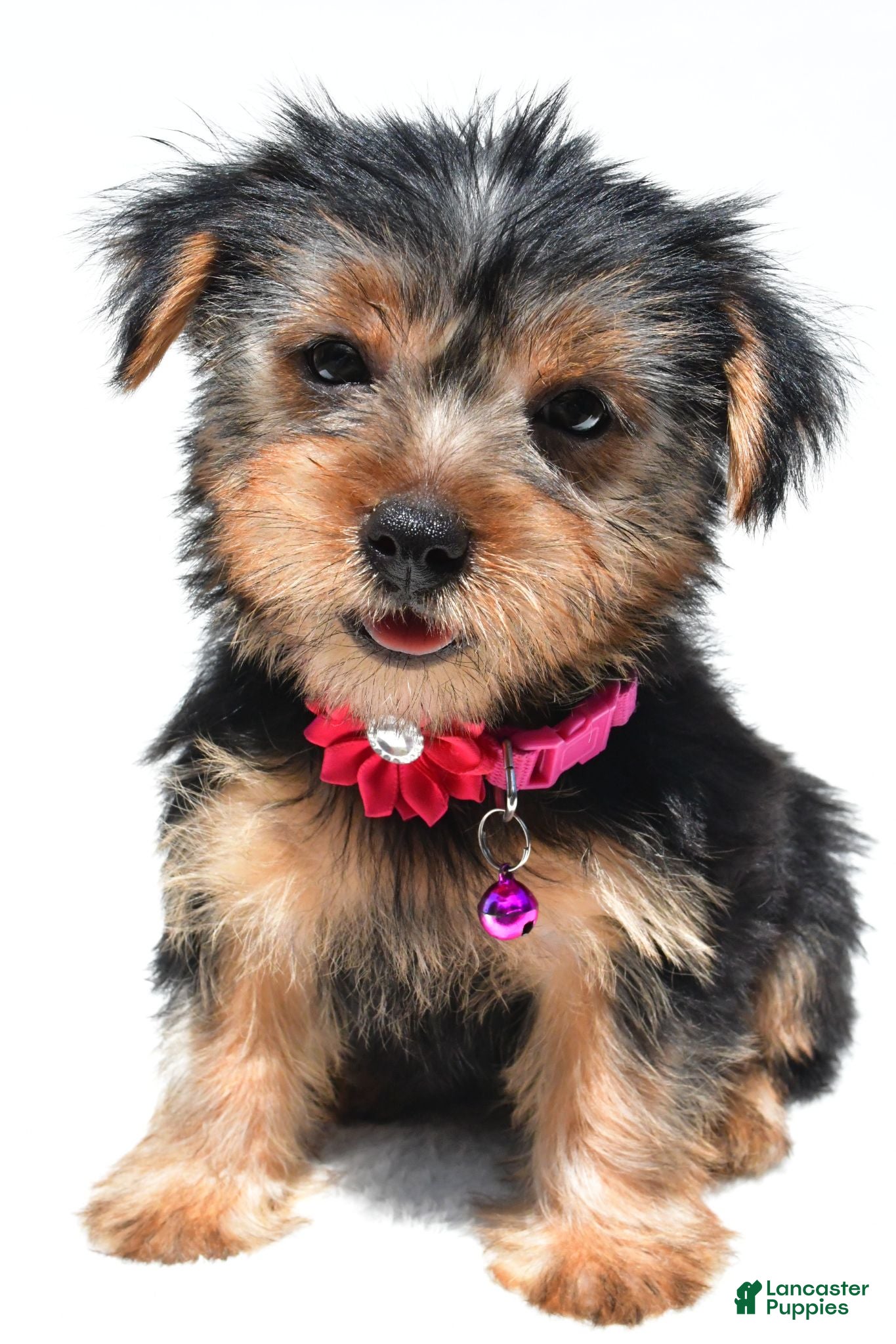 Yorkshire Terrier dogs Belle - Ad 1