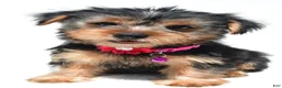 Yorkshire Terrier dogs for sale: Belle - Ad 1
