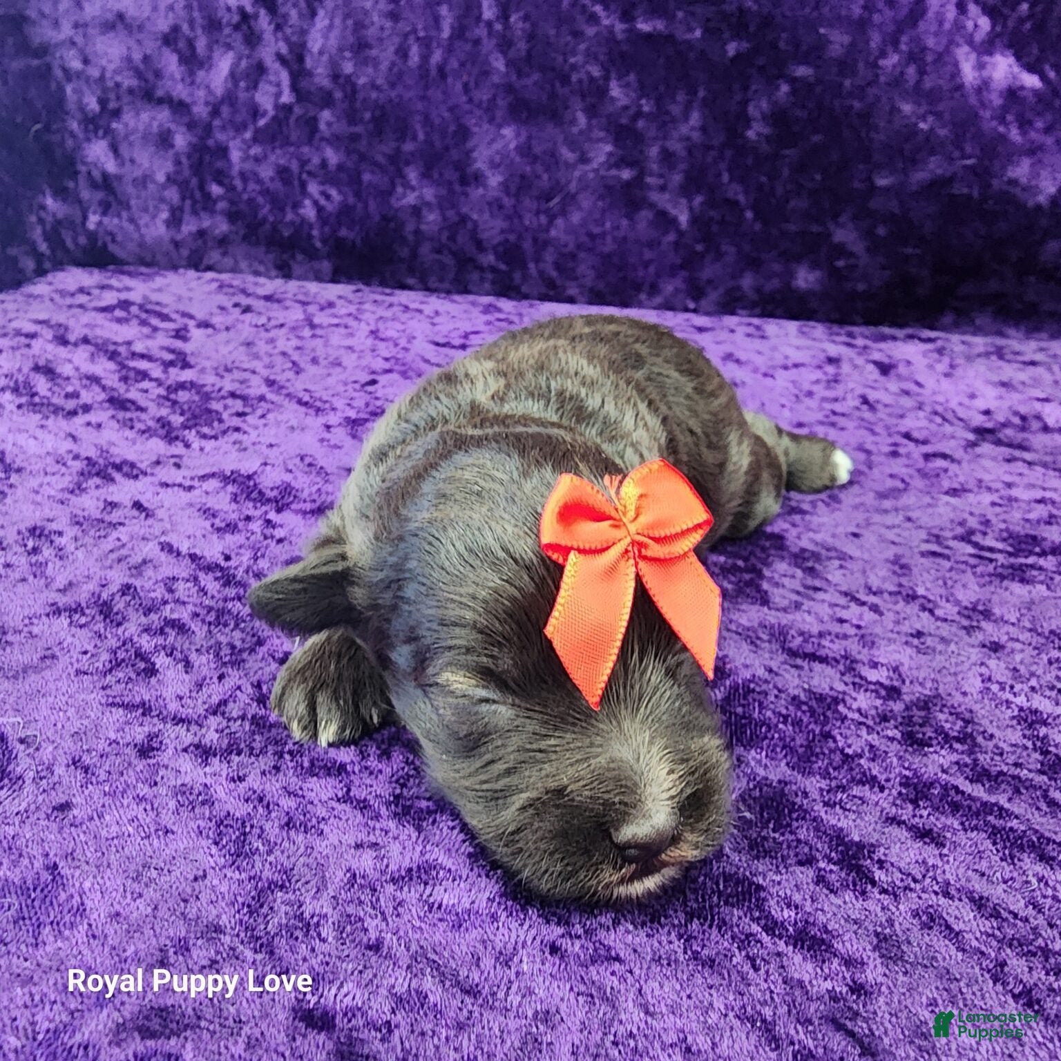Miniature Schnauzer dogs Ghirardelli - Ad 1