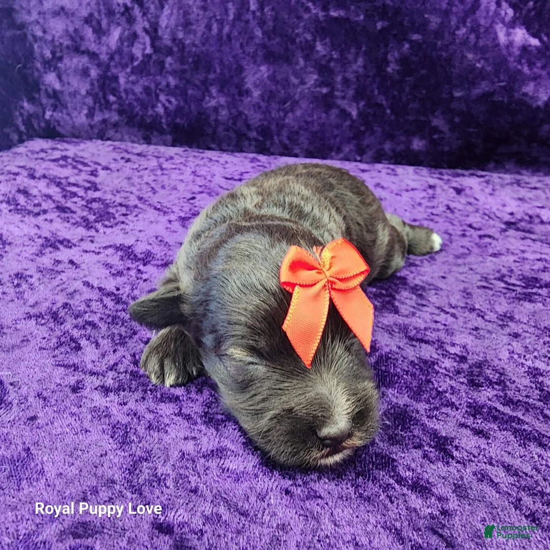 Miniature Schnauzer dogs for sale: Ghirardelli - Ad 1