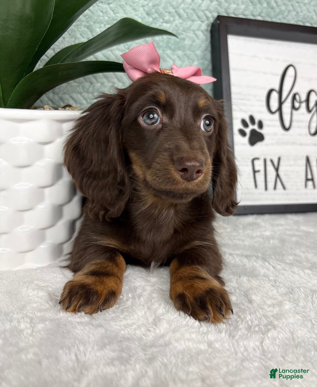 Miniature Dachshund dogs for sale: Daisy  - Ad 7