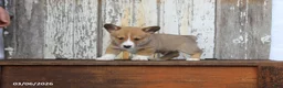 Welsh Corgi Pembroke dogs for sale: Remi  - Ad 6