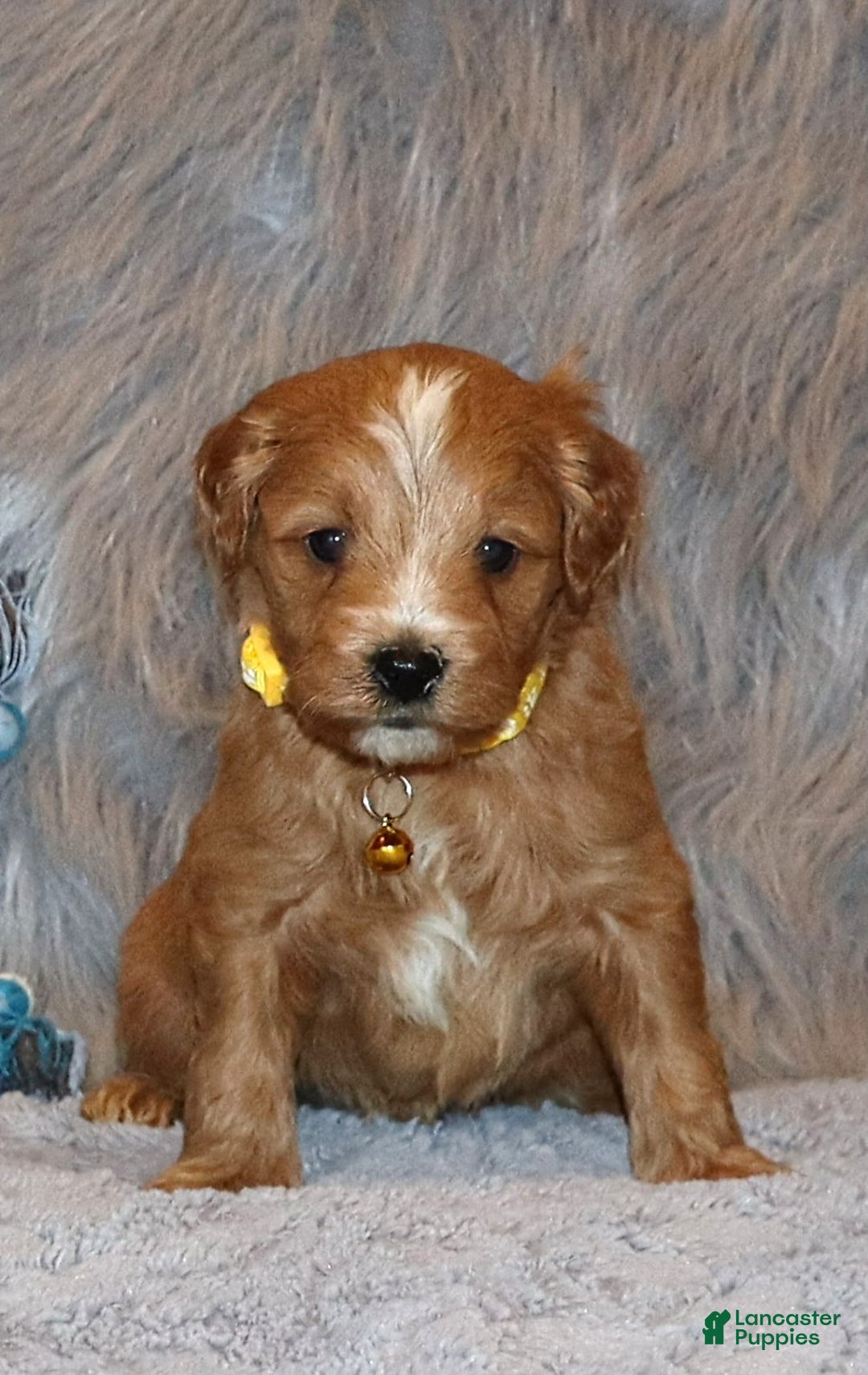 Mini Goldendoodle dogs for sale: Winslow 💙👨‍👨‍👧‍👦💞🐕 - Ad 1