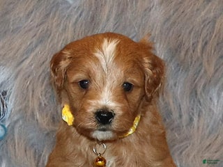 Mini Goldendoodle dogs Winslow 💙👨👨👧👦💞🐕 - Ad 6