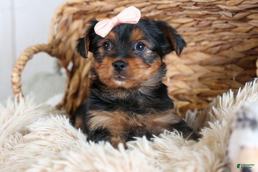 Yorkshire Terrier dogs for sale: COCO - Ad 9