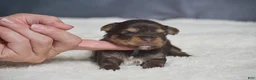 Yorkshire Terrier dogs for sale: Myra - Ad 7
