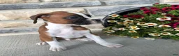 Boxer dogs for sale: Dale - Ad 6