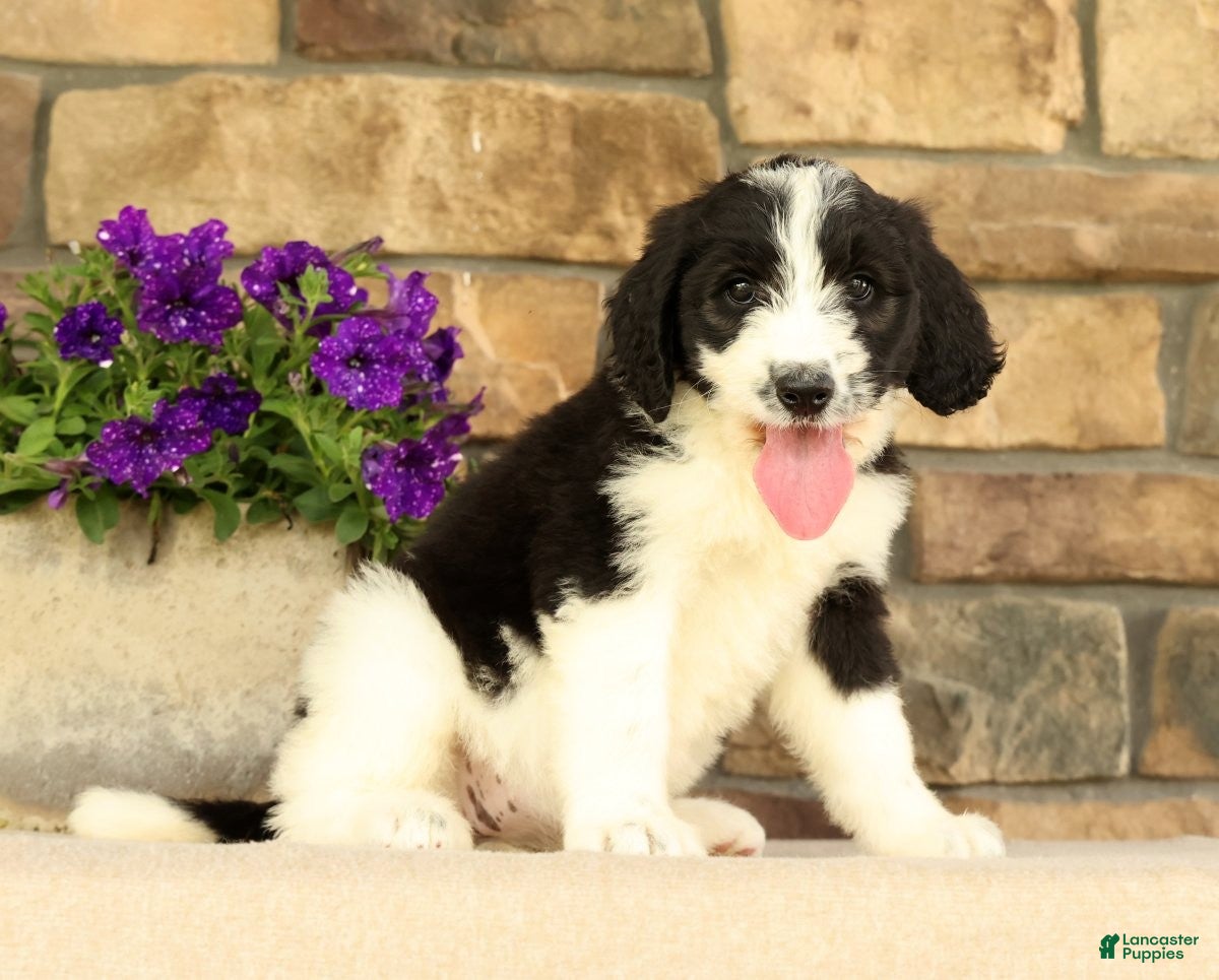 Saint Berdoodles dogs Fiona - Ad 1