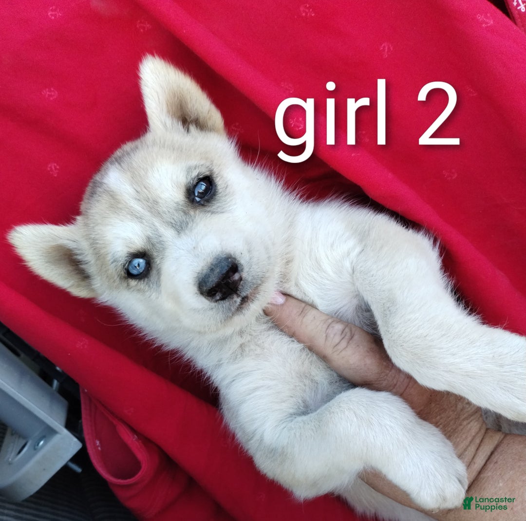 Alaskan Husky dogs for sale: Alaskan Husky Puppy 2 - Ad 1