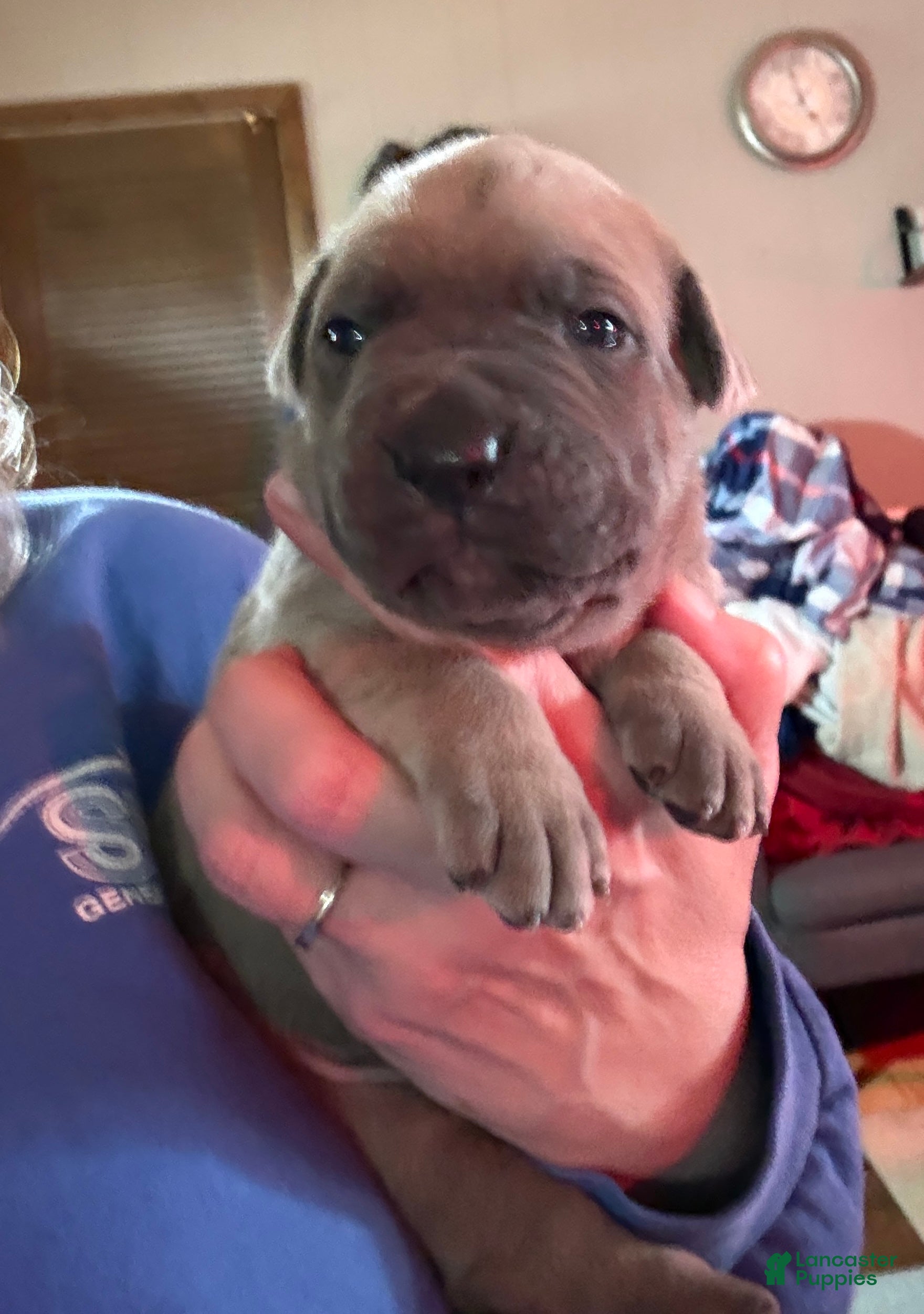 Cane Corso dogs Yellow - Ad 15