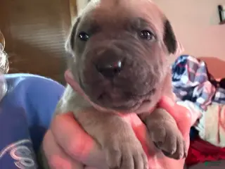 Cane Corso dogs Yellow - Ad 15