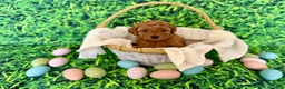 Mini Goldendoodle dogs for sale: White Collar  - Ad 4