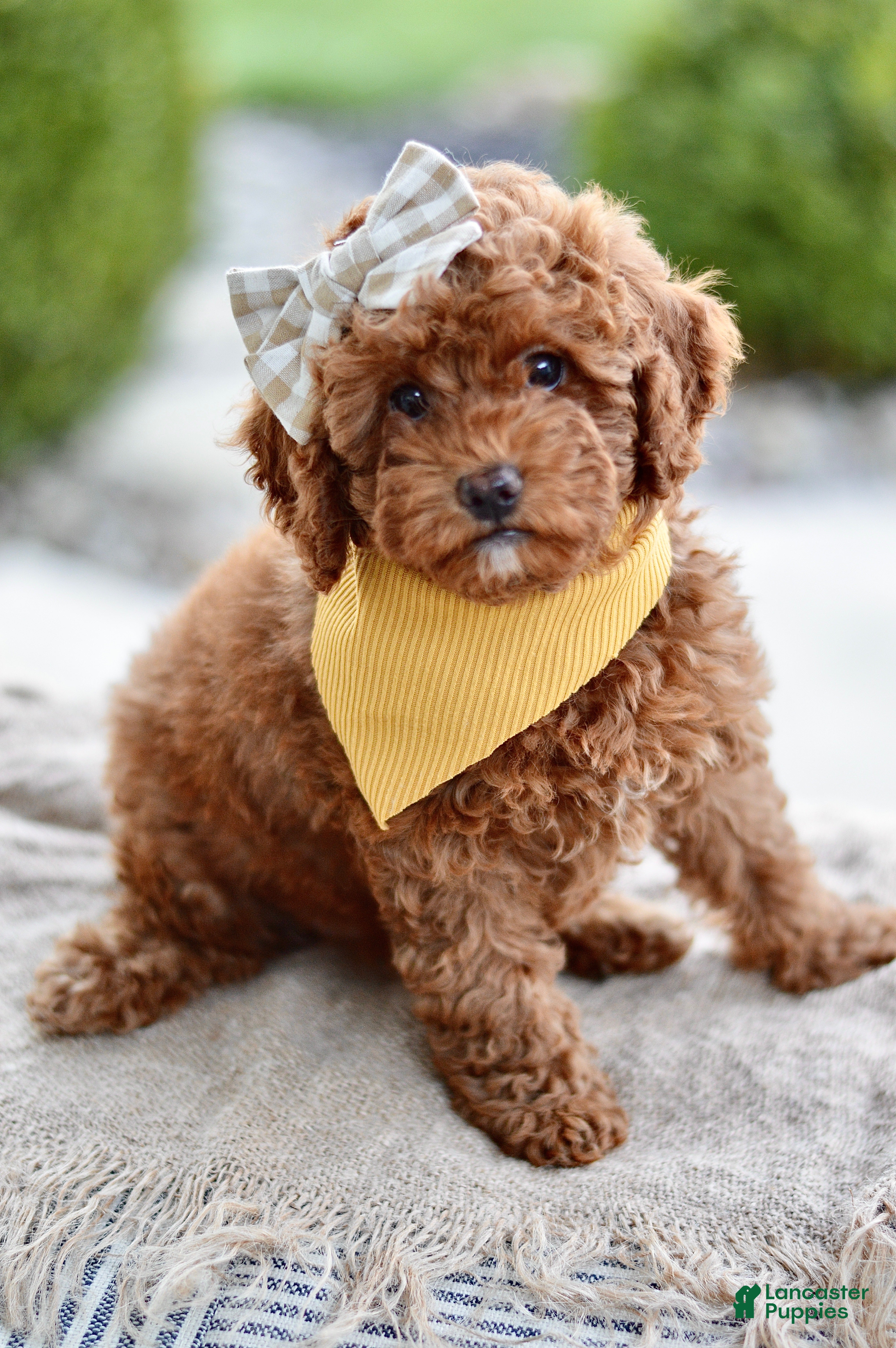 Miniature Poodle dogs Poppy - Ad 1