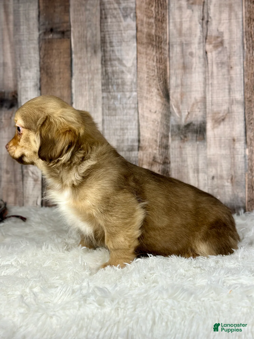 Shih Tzu dogs for sale: Boy Knox - 8934 - Ad 3