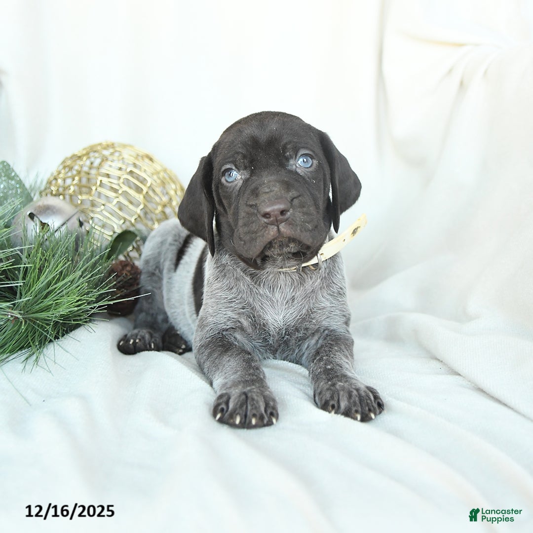 German Shorthaired Pointer dogs for sale: Dixie - Ad 2