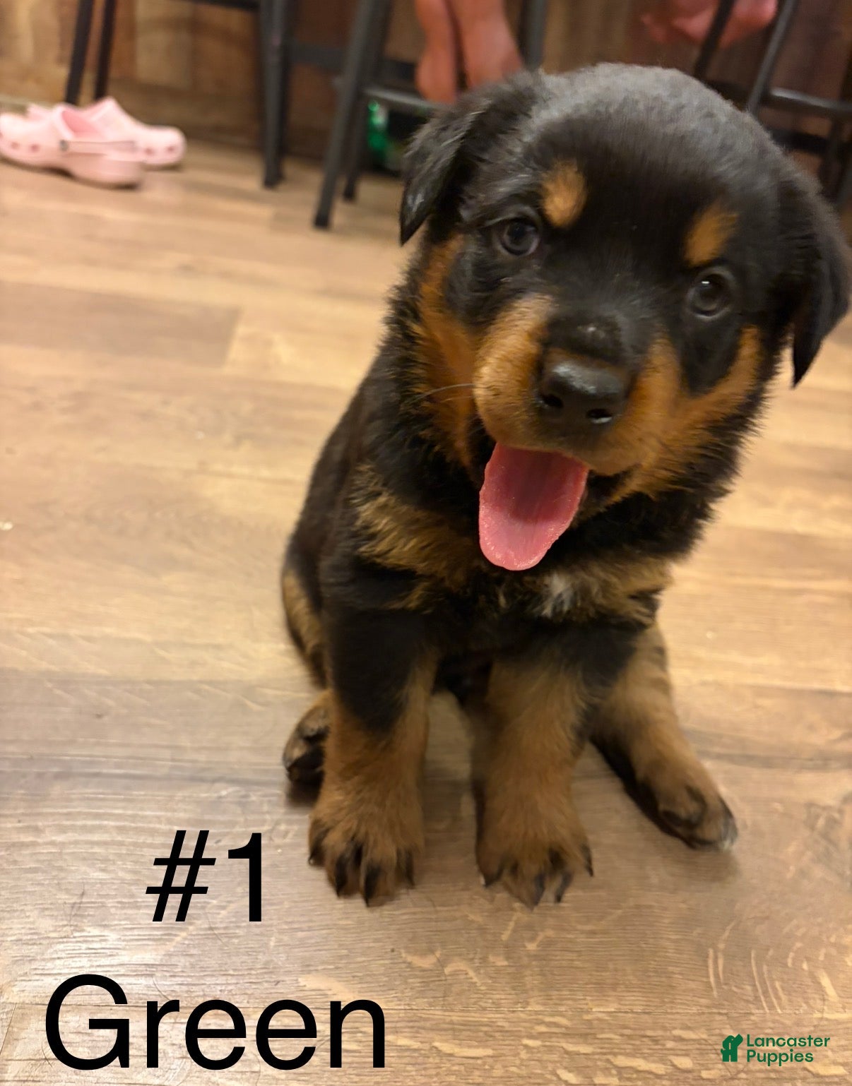 Rottweiler dogs Rottweiler 1 - Ad 1