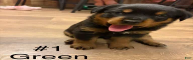 Rottweiler 1