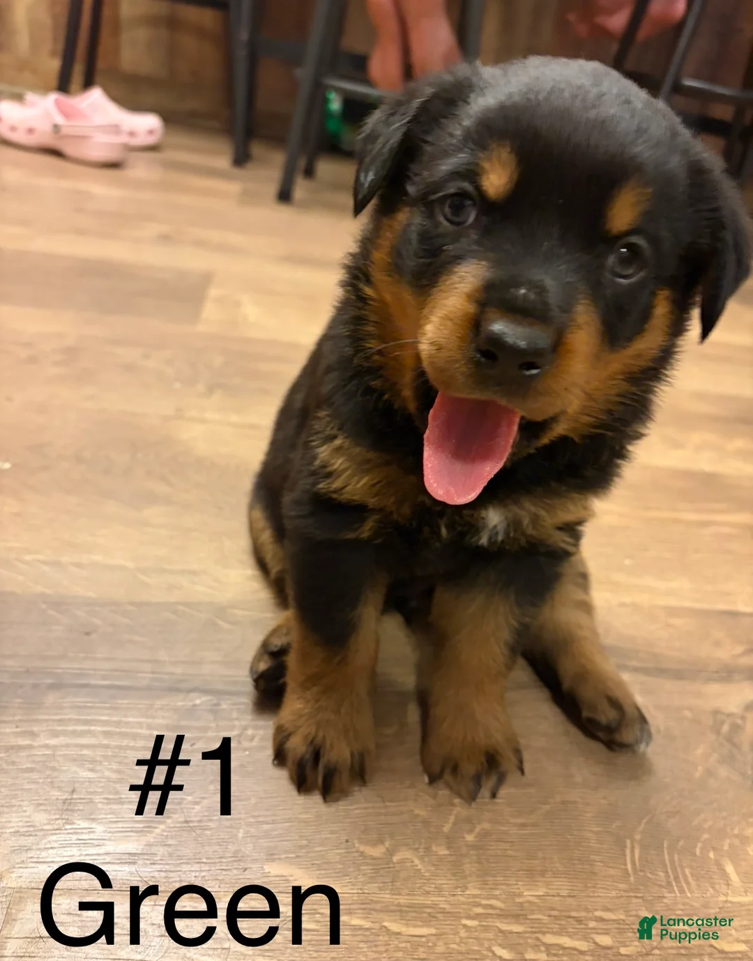 Rottweiler dogs for sale: Rottweiler 1 - Ad 1
