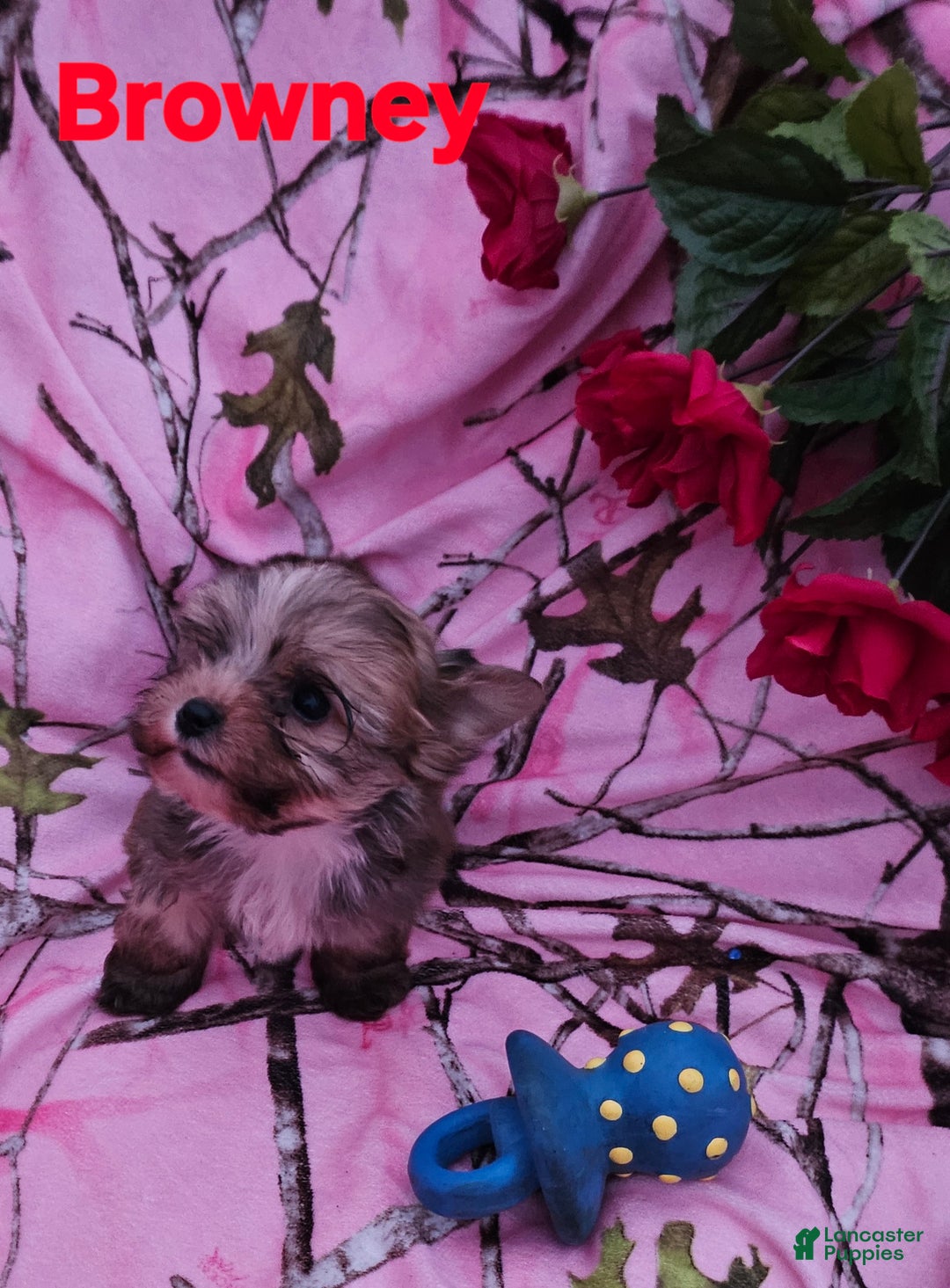 Morkie dogs for sale: Browney  - Ad 4