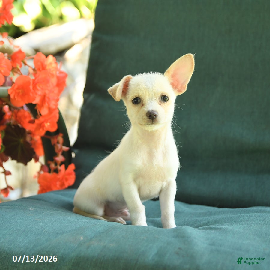 Chihuahua dogs Pal - Ad 2