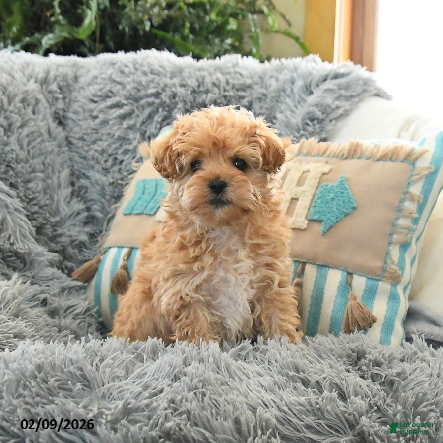 Shihpoo dogs Sammy - Ad 1