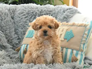 Shihpoo dogs Sammy - Ad 1