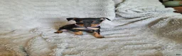 Miniature Pinscher dogs for sale: Paige  - Ad 2