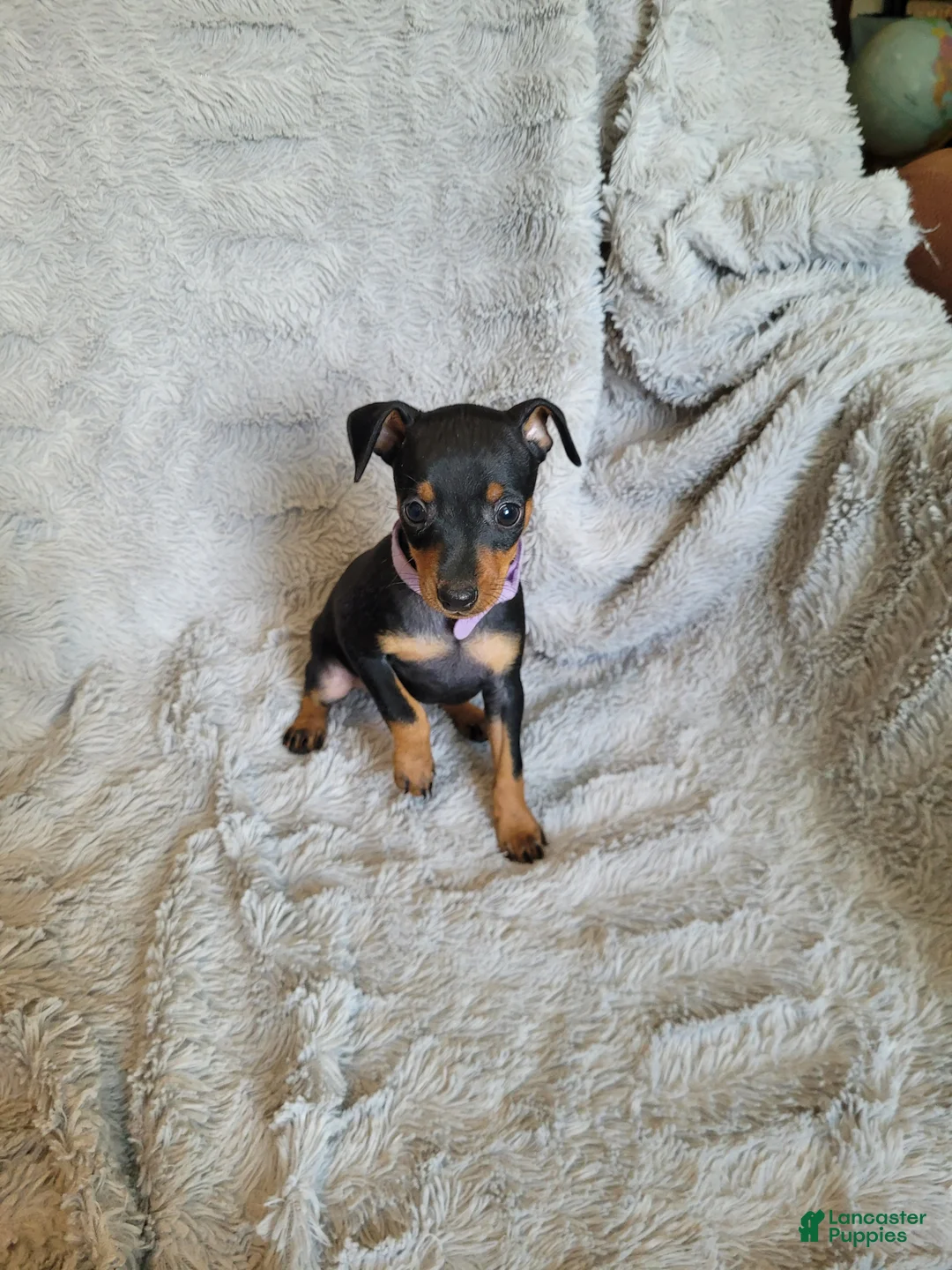 Miniature Pinscher dogs for sale: Paige  - Ad 2