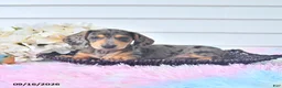 Miniature Dachshund dogs for sale: Ian - Ad 3
