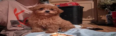 Toy Poodle 3